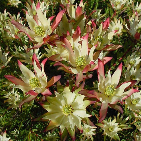 Leucadendron 'Julie' (Conebush)