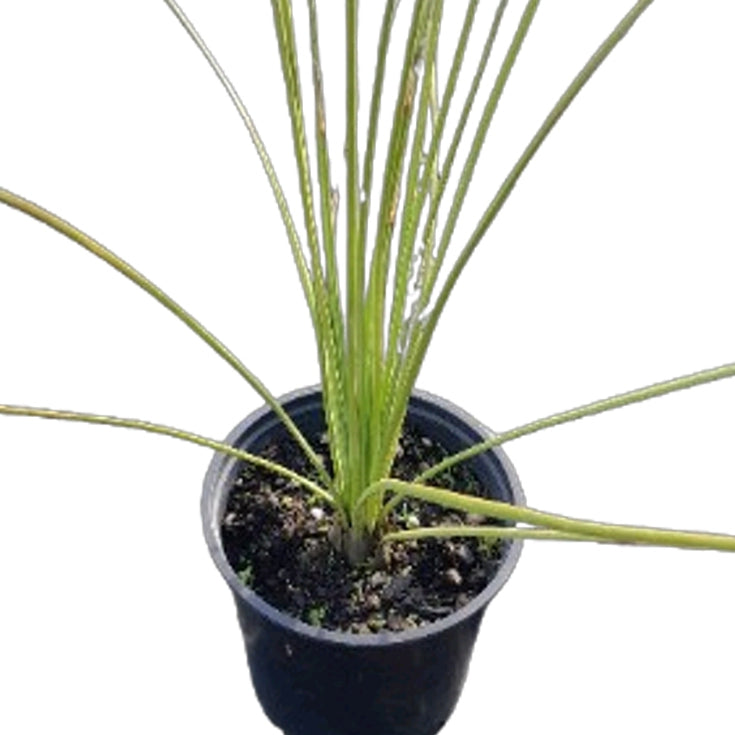 Dasylirion quadrangulatum (Mexican Grass Tree)