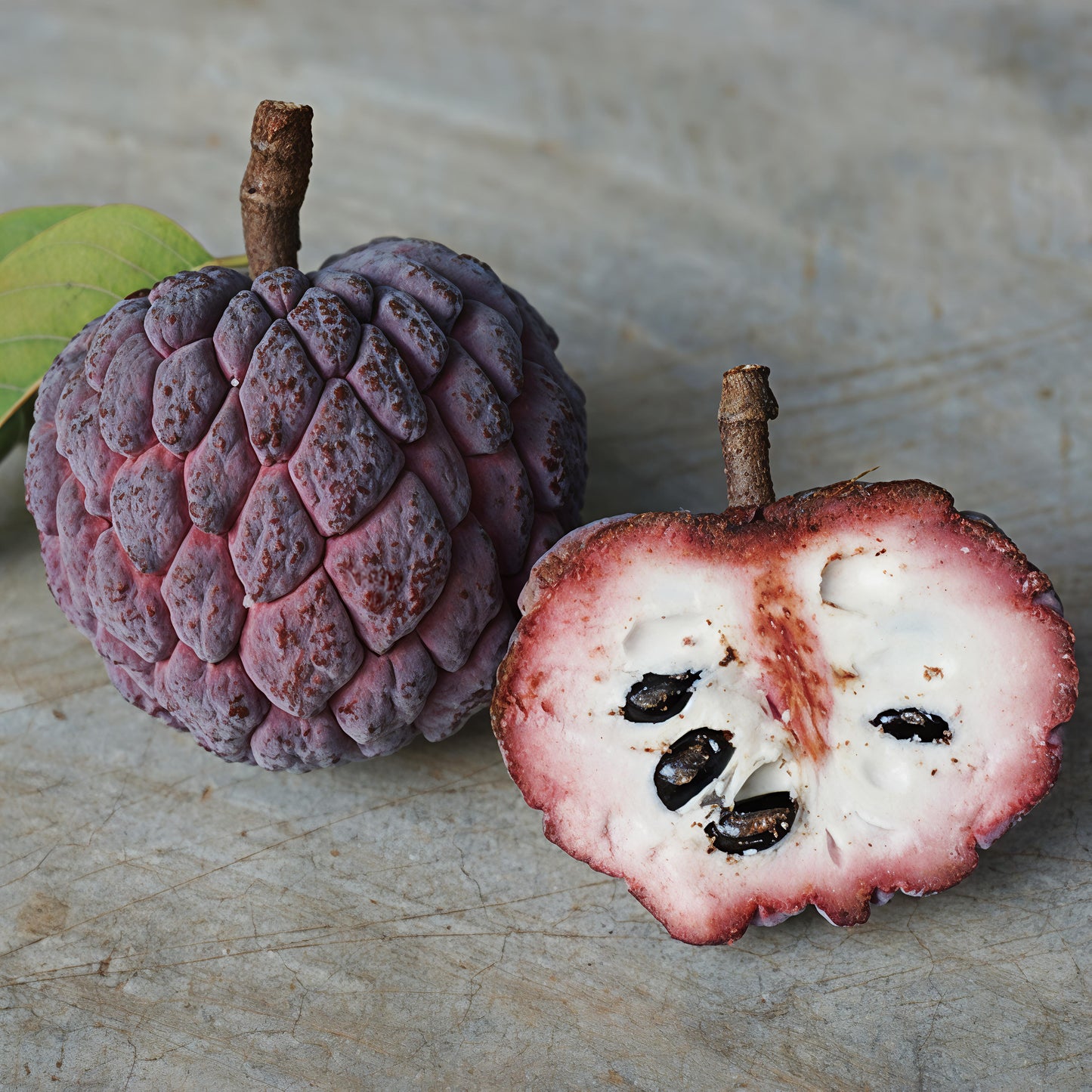 Annona squamosa 'Kampong Mauve' (Purple Sugar Apple)