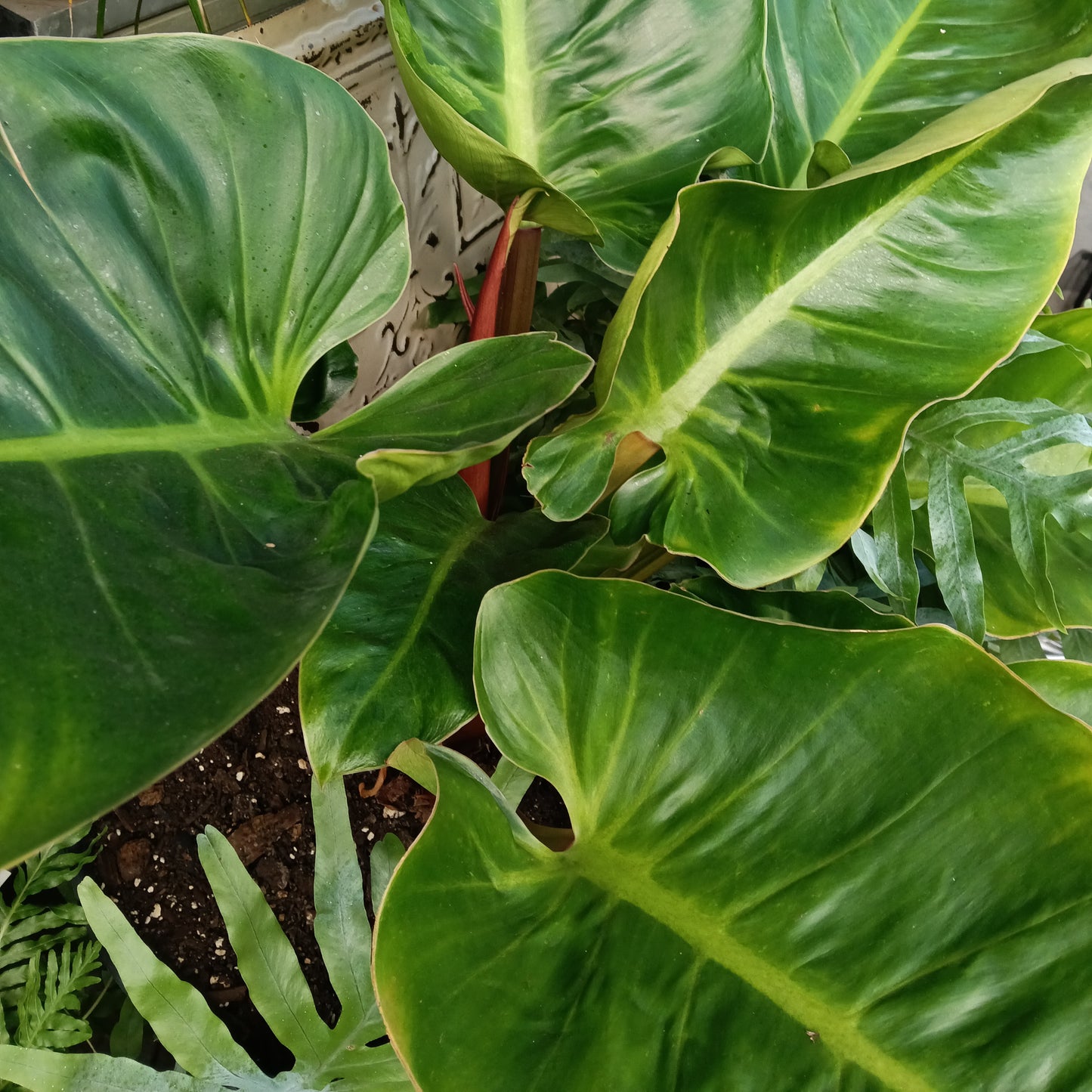 Philodendron giganteum