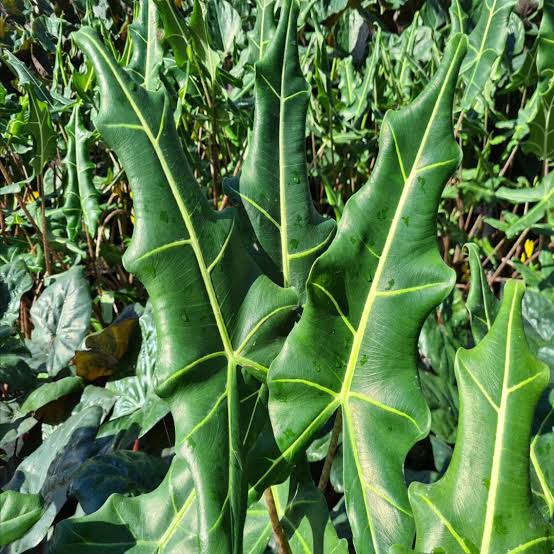 Alocasia zebrina x micholitziana 'Sarian'