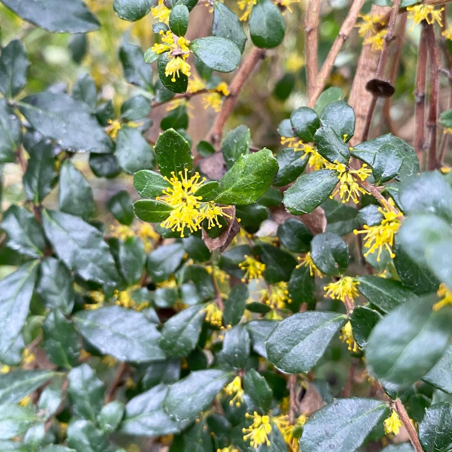 Azara microphylla (Vanilla Tree)