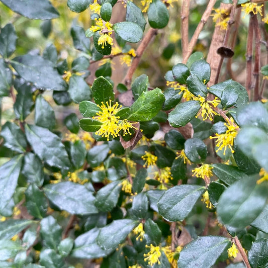 Azara microphylla (Vanilla Tree)