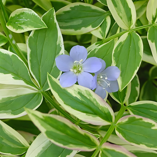 Polemonium reptans 'Stairway To Heaven' (Jacob's Ladder)