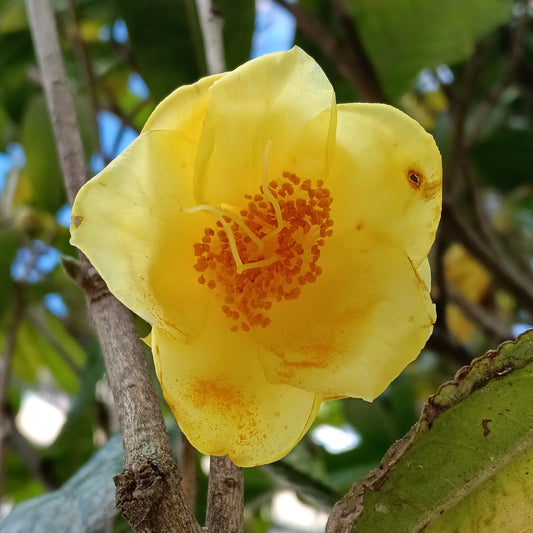 Camellia petelotii 'Rerehua' (Golden Camellia)