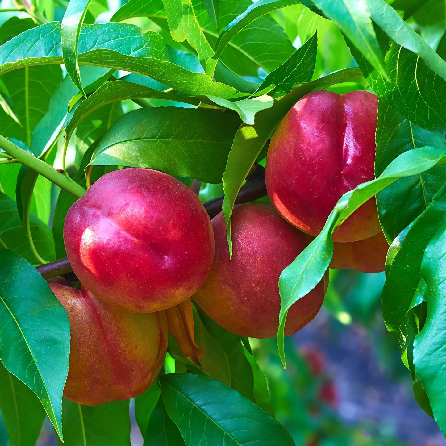 Prunus persica 'Fantasia' (Nectarine)