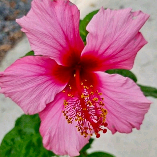Hibiscus rosa-sinensis 'Pink Gem'
