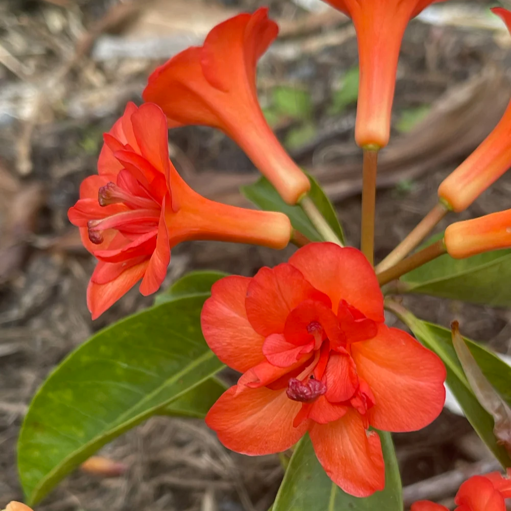 Rhododendron 'Java Rose' (Vireya)