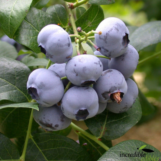 Vaccinium ashei 'Powder Blue' (Blueberry) Pikirangi