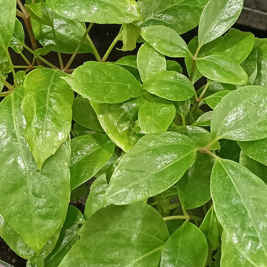 Schefflera actinophylla 'Alpine Junior' (Dwarf Umbrella Tree)