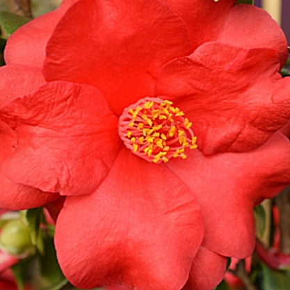 Camellia japonica 'Midnight'