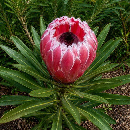 Protea 'Deep Blush' (Sugarbush)