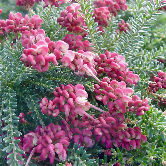 Grevillea 'Drummer Boy' (Spider Flower)