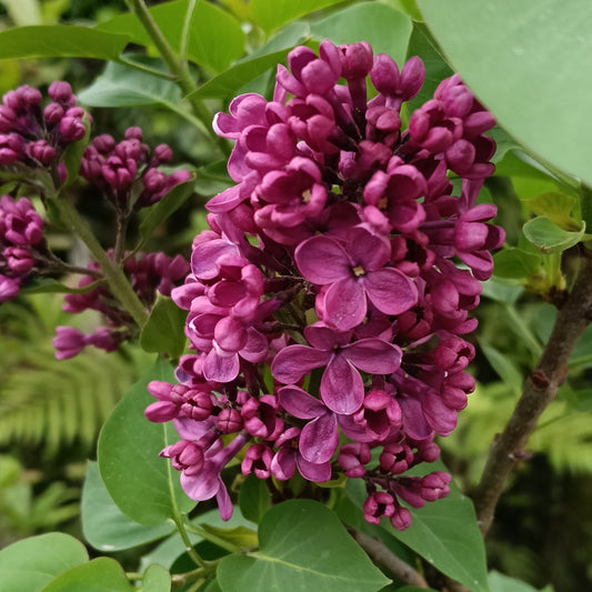 Syringa vulgaris 'Souvenor de Louis Spaeth' (French Lilac)
