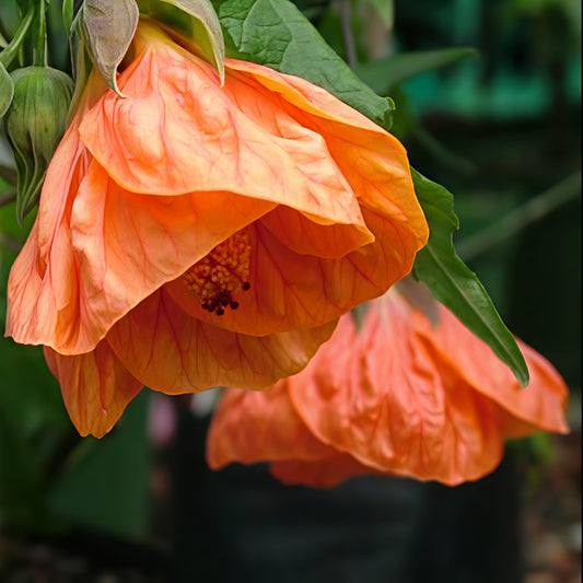 Abutilon x hybridum 'Defiance' (Chinese Lanterns)