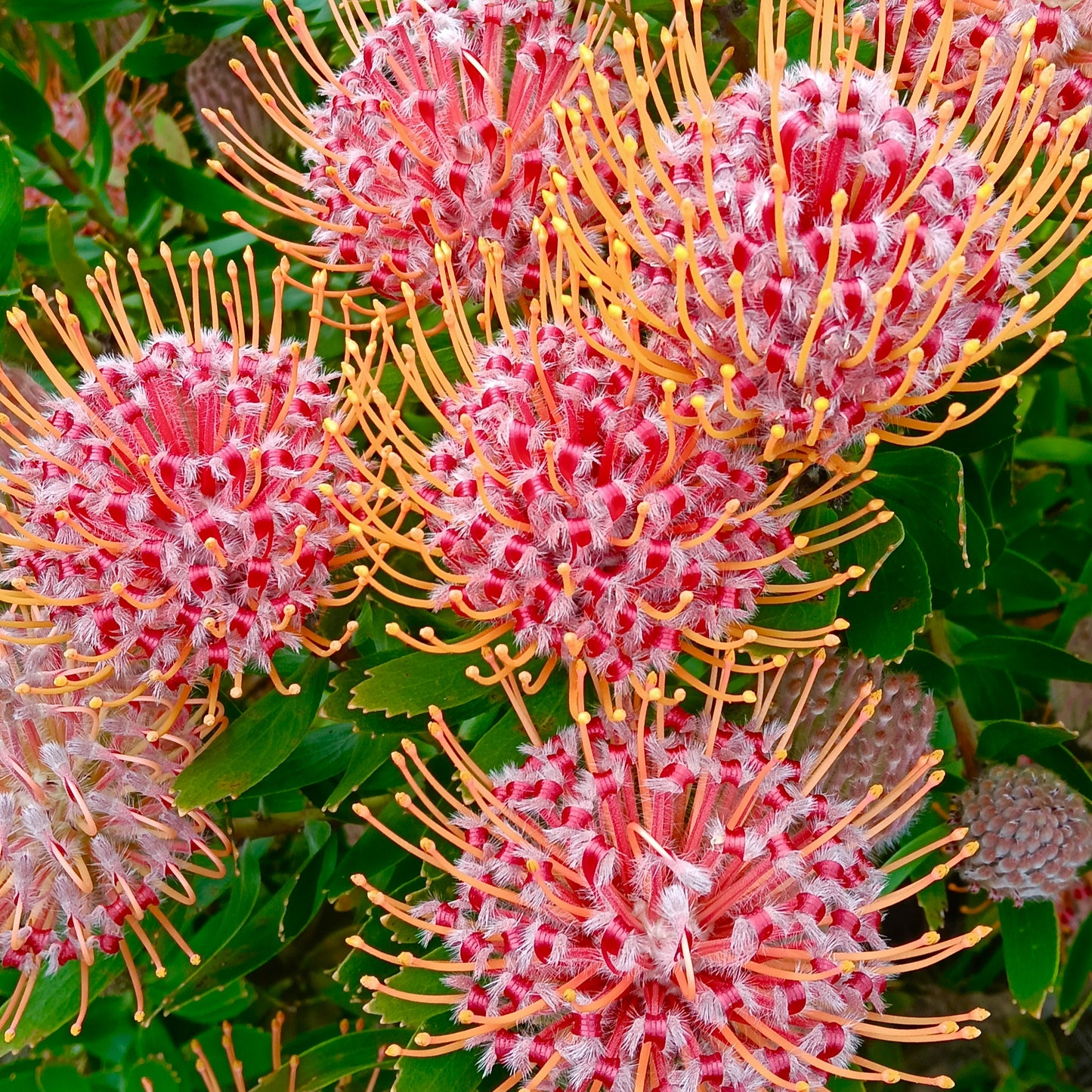 Leucospermum 'Scarlet Ribbons' (Pincushion Protea)
