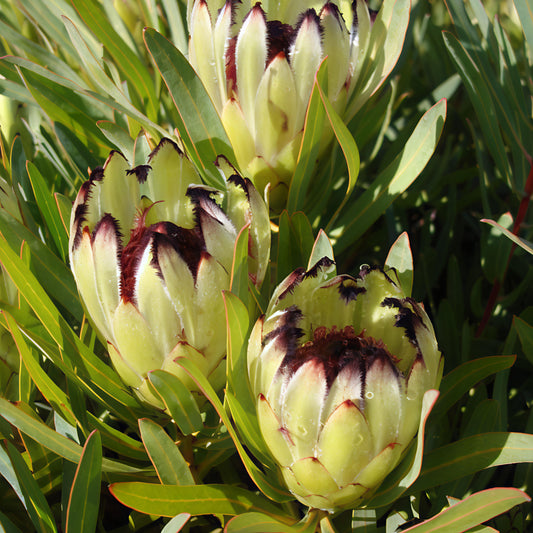 Protea 'Margaret Watling' (Sugarbush)