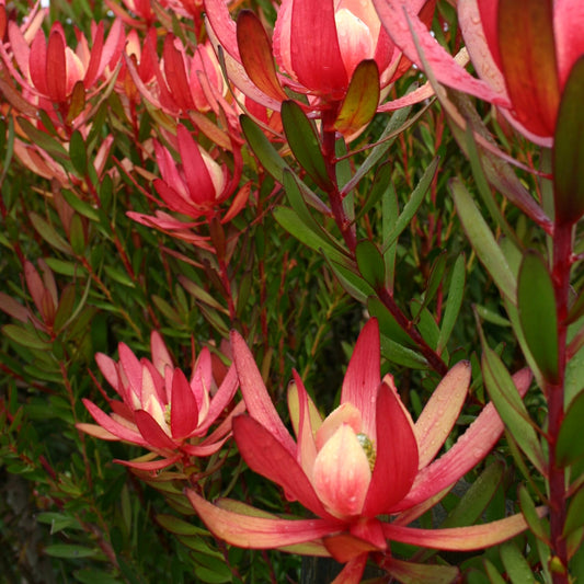 Leucadendron 'Safari Sunset' (Conebush)