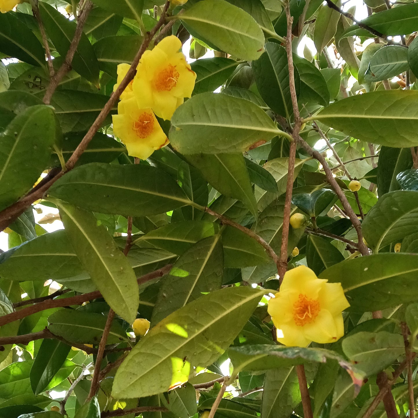Camellia petelotii 'Rerehua' (Golden Camellia)