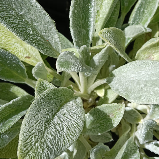 Stachys byzantina (Lamb's Ear)