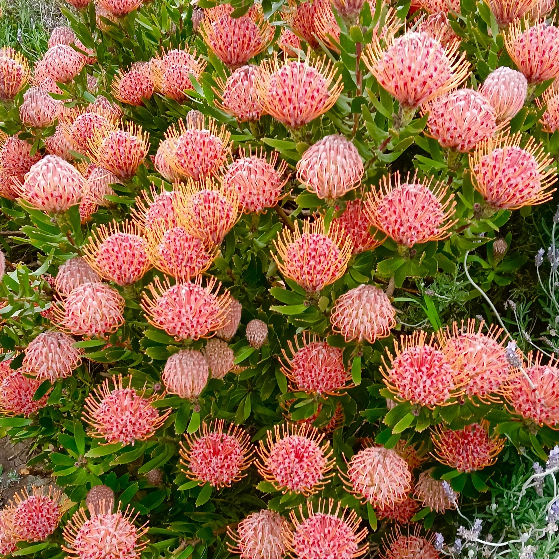 Leucospermum 'Scarlet Ribbons' (Pincushion Protea) – Pikirangi Online ...