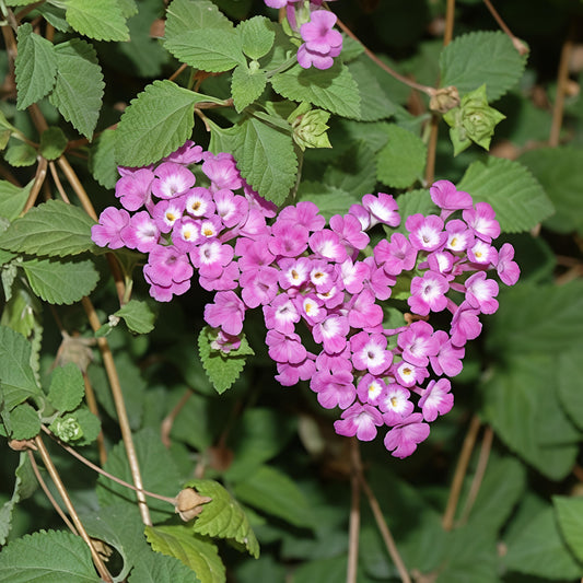 Lantana montevidensis (Trailing Lantana)