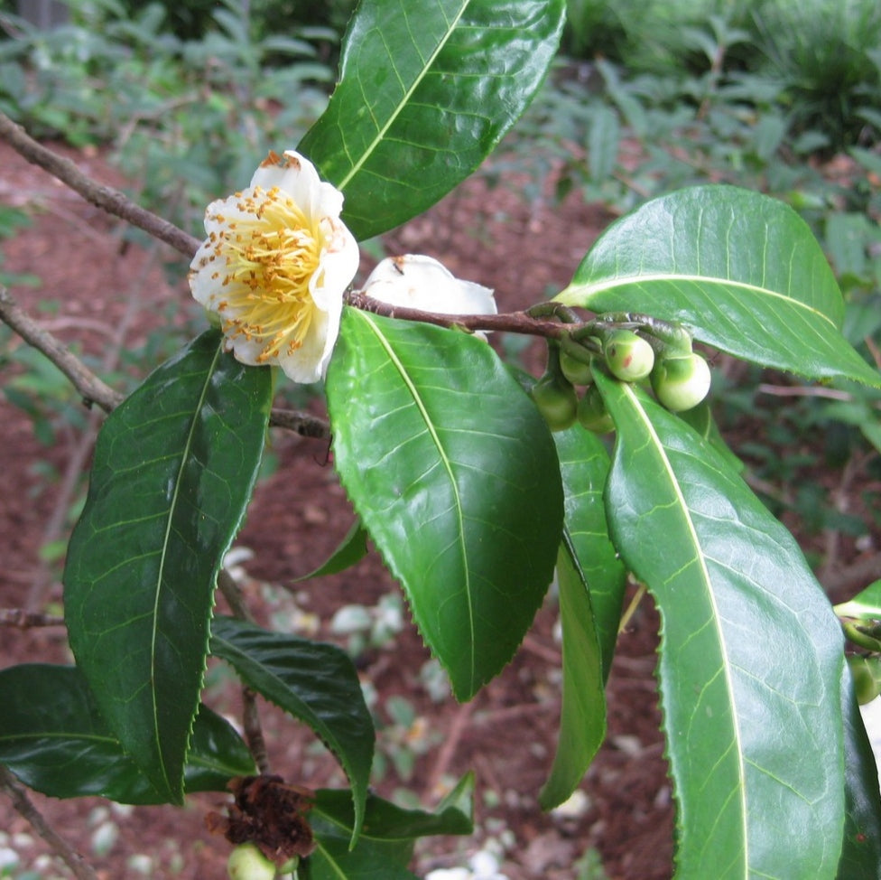 Camellia taliensis (Wild Tea, Fried Egg Plant)