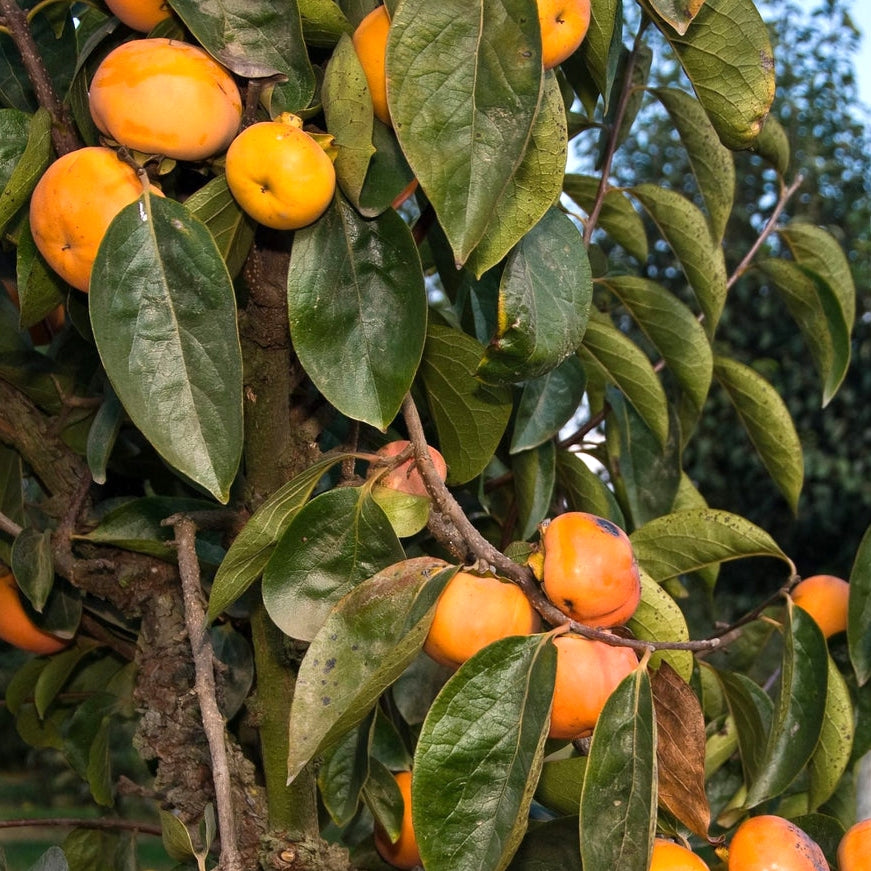 Diospyros kaki 'Izu' (Japanese Persimmon)