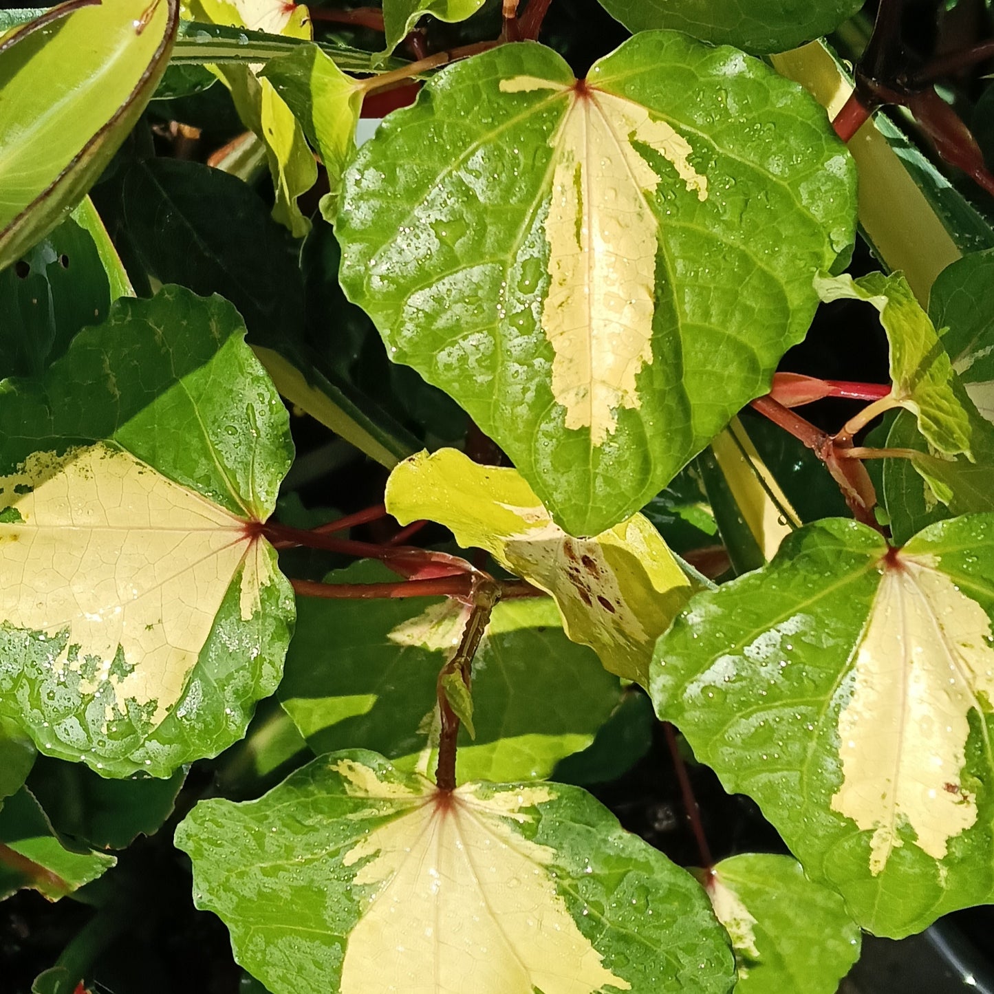 Piper excelsum 'Golden Heart' (Kawakawa)