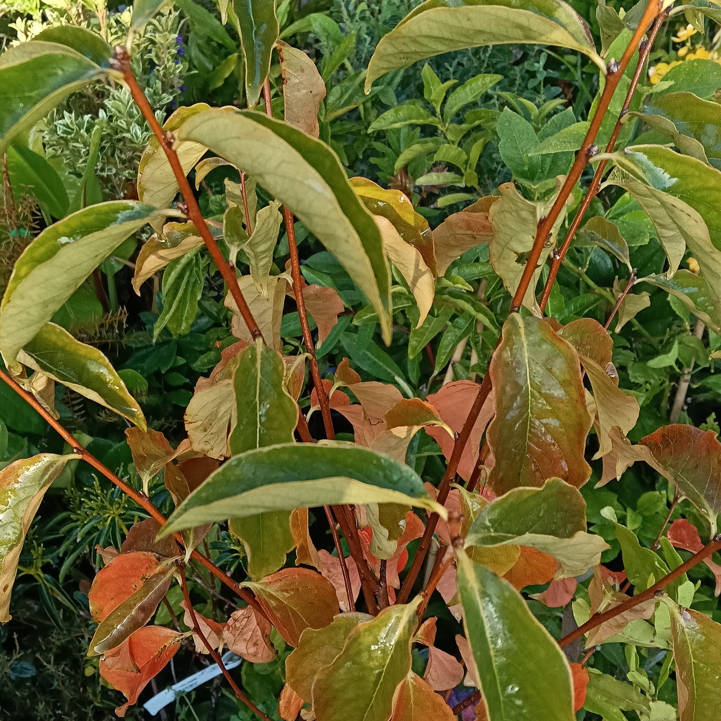 Diospyros kaki (Japanese Persimmon)