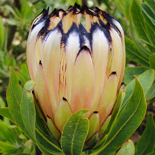 Protea 'Peach Sheen' (Sugarbush)