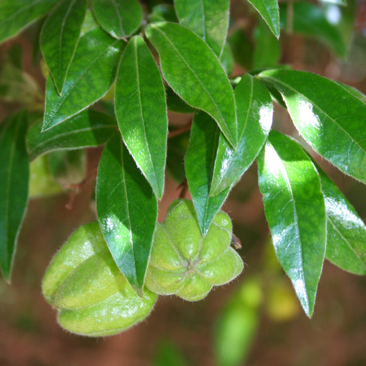 Diospyros whyteana (Wild Coffee)