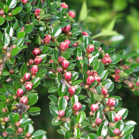 Cotoneaster horizontalis (Rockspray Cotoneaster)