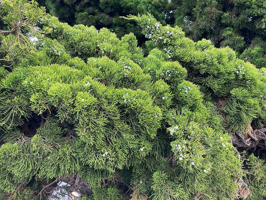 Juniperus chinensis 'Kaizuka' (Chinese Juniper)