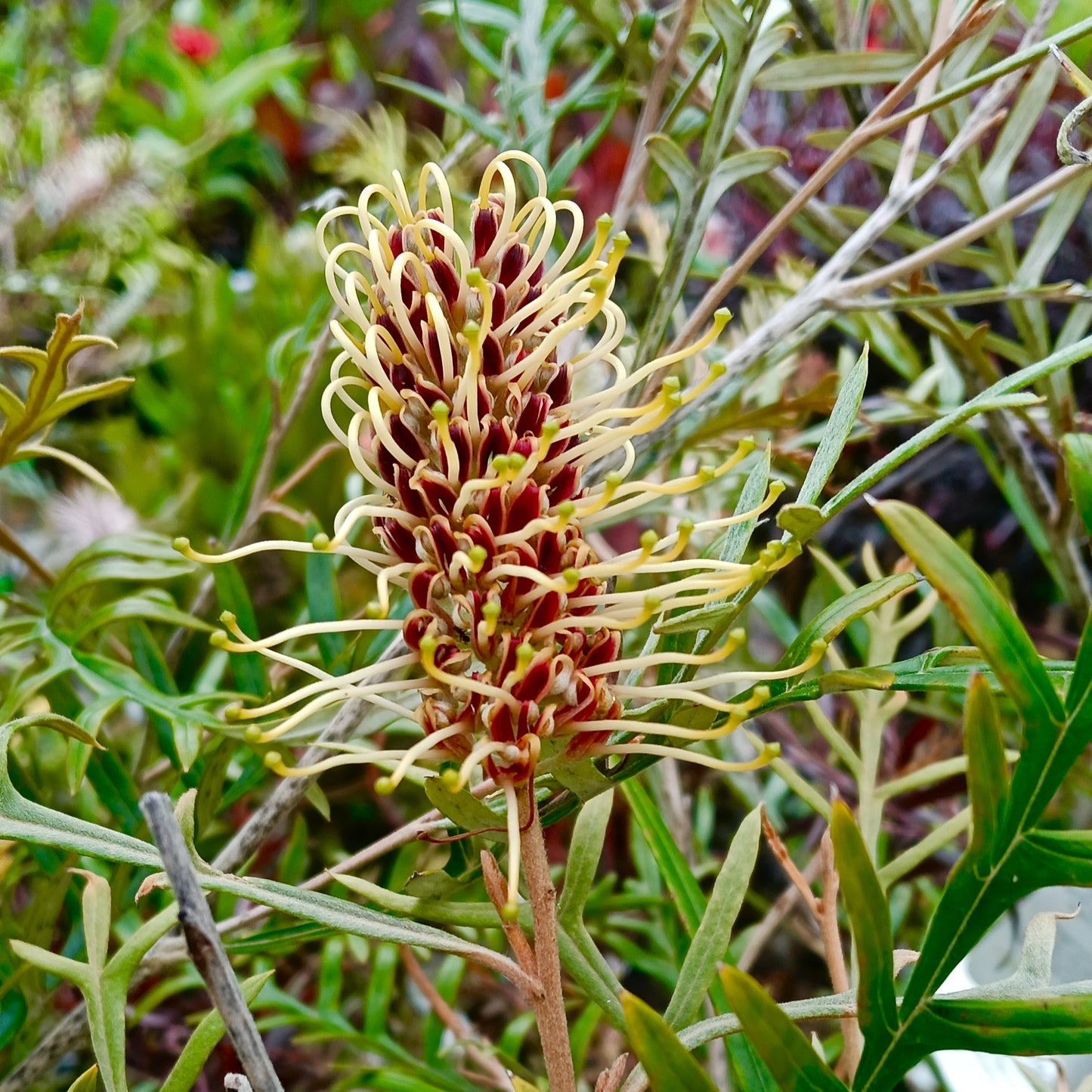 Grevillea 'Strawberry Blonde' (Spider Flower)