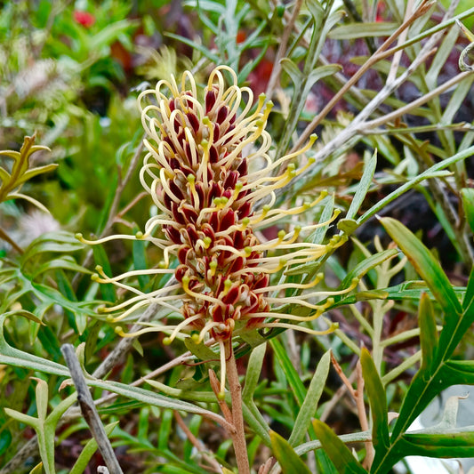 Grevillea 'Strawberry Blonde' (Spider Flower)