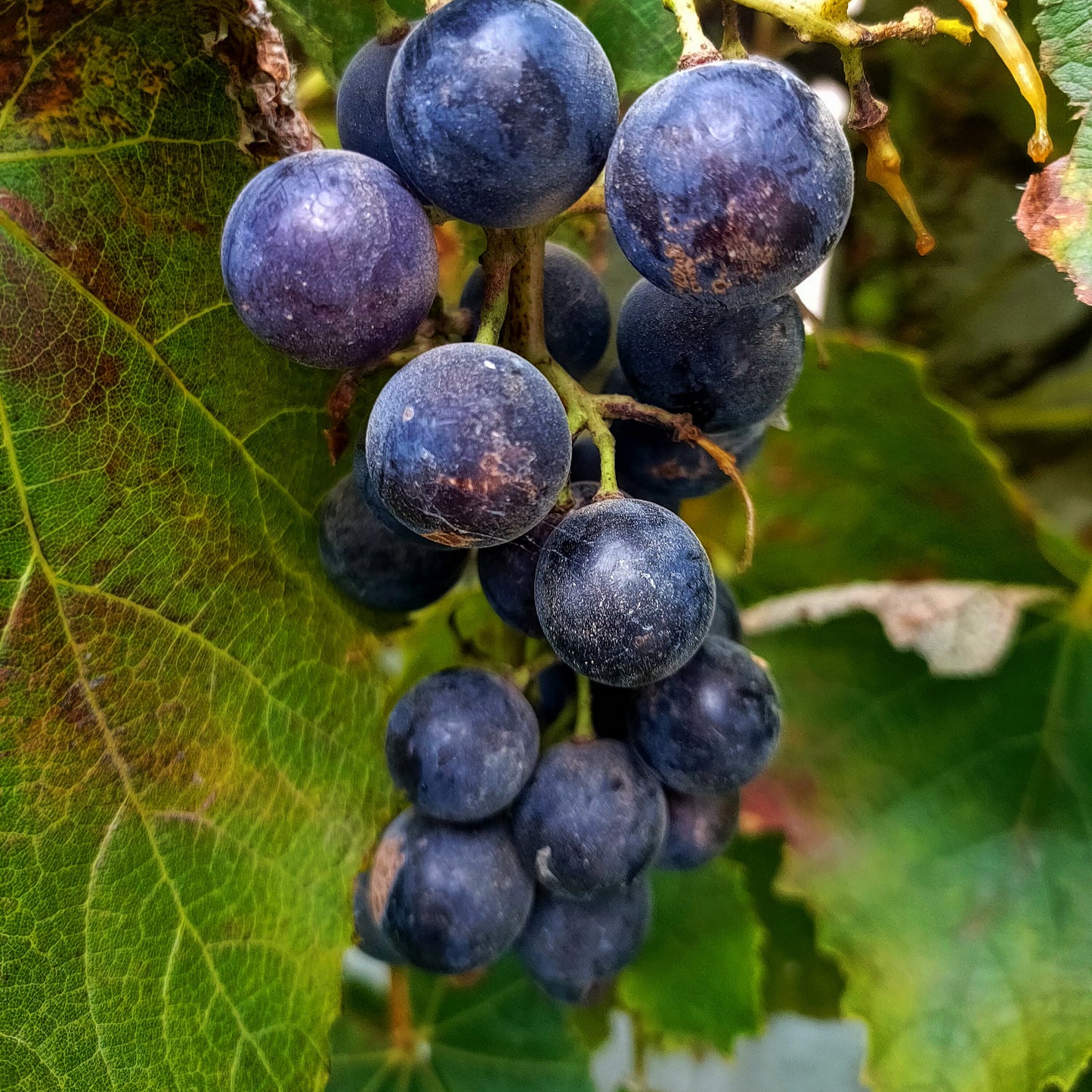 Vitis vinifera x labrusca 'Buffalo' (Grape)