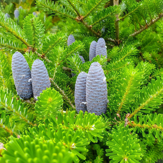 Abies balsamea (Balsam Fir)