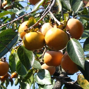 Diospyros kaki (Japanese Persimmon)
