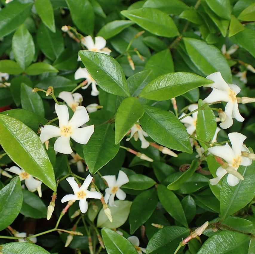 Trachelospermum asiaticum (Asiatic Jasmine)