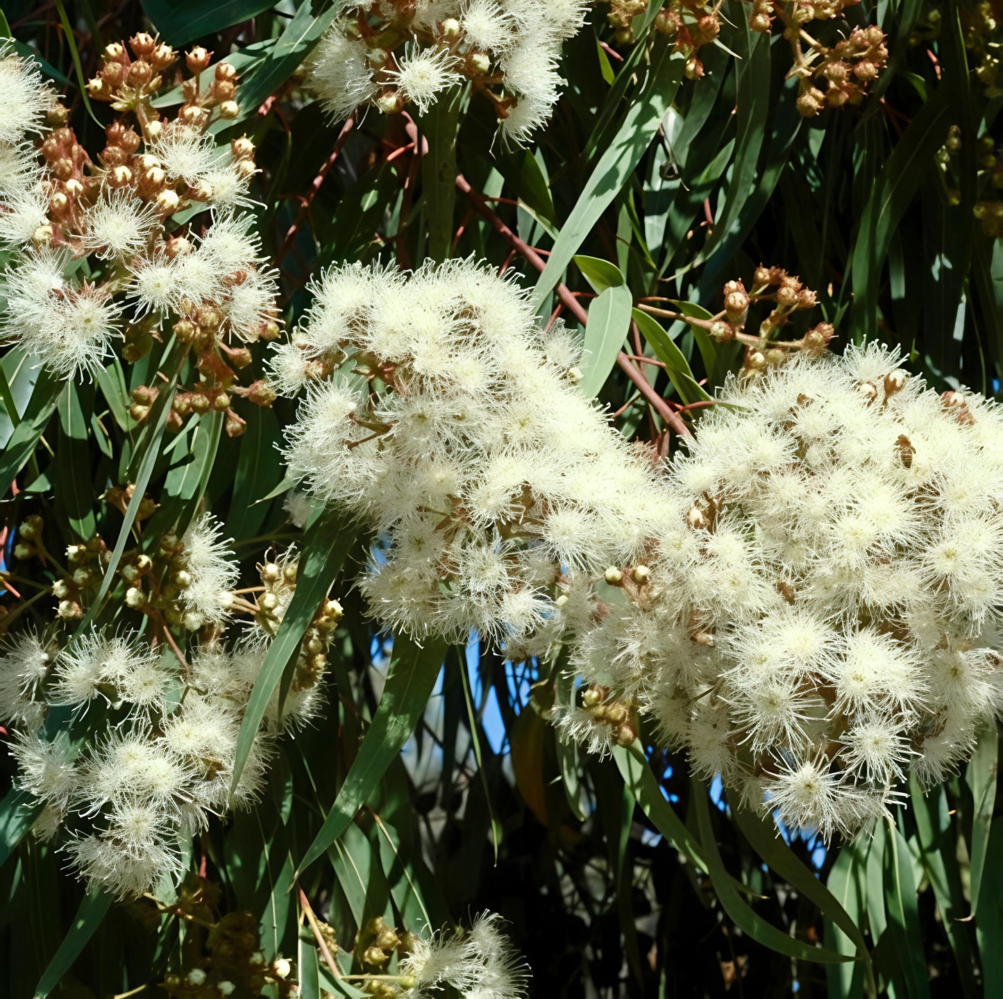 Angophora costata (Smooth-barked Apple)