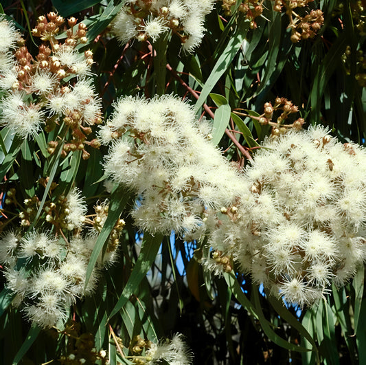 Angophora costata (Smooth-barked Apple)
