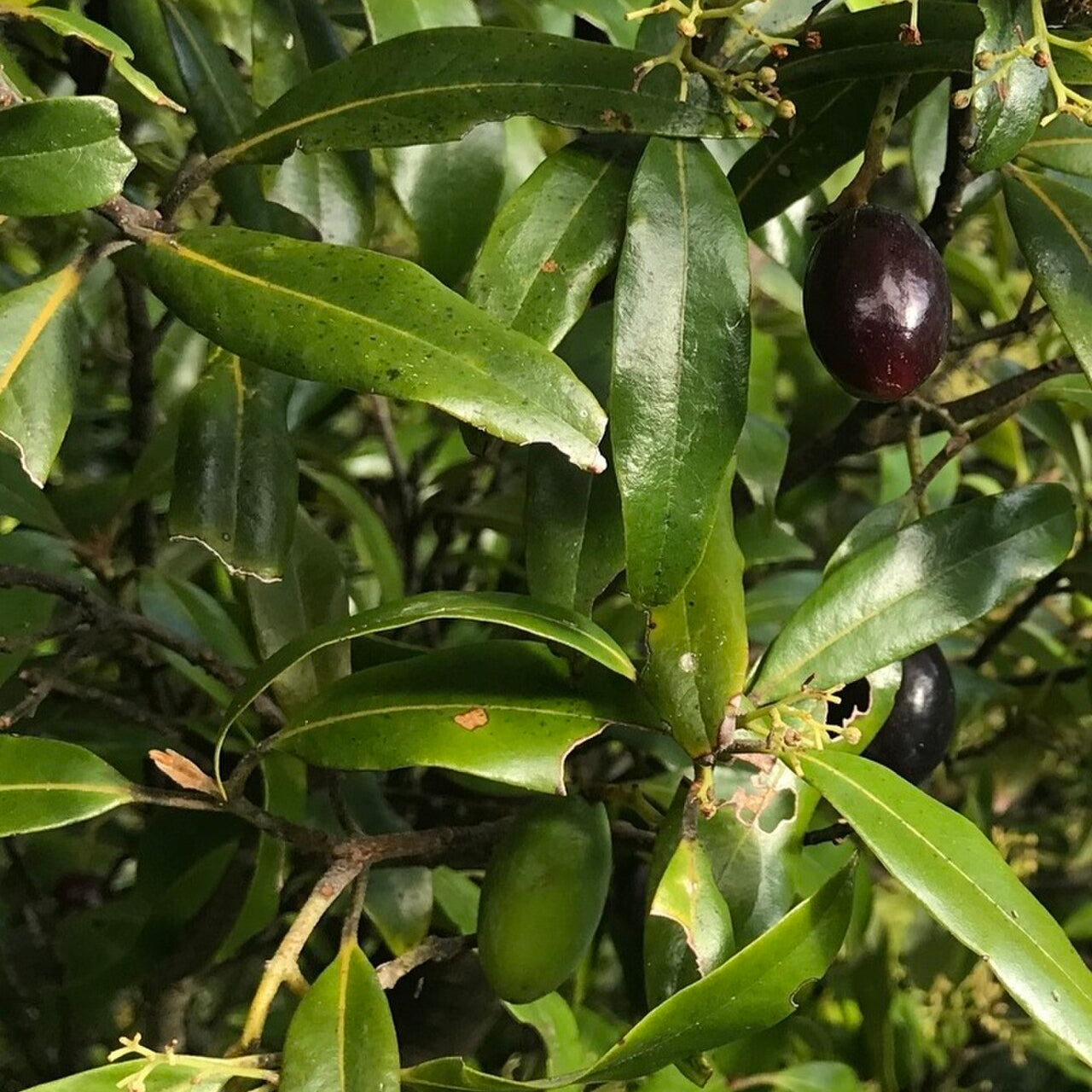 Beilschmiedia tawa (Tawa)