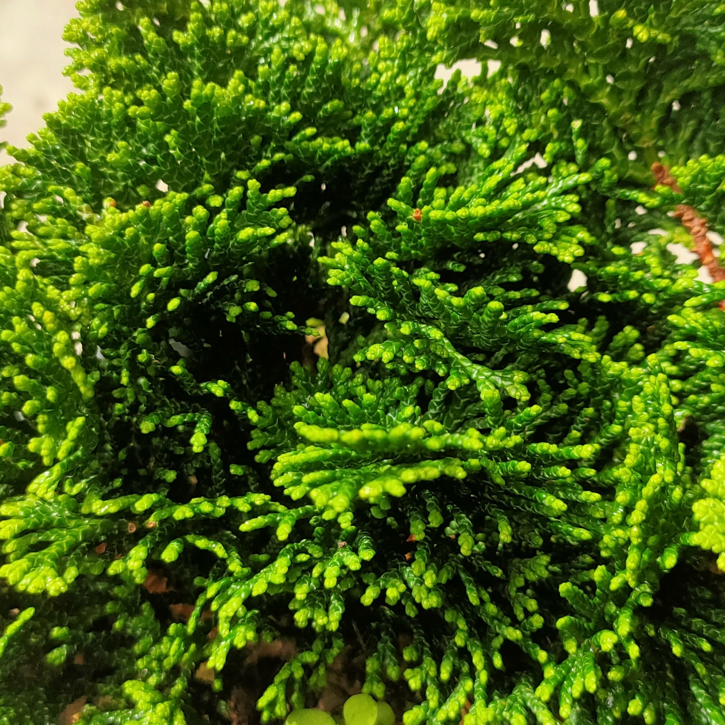 Thuja occidentalis 'Danica' (Northern White Cedar)