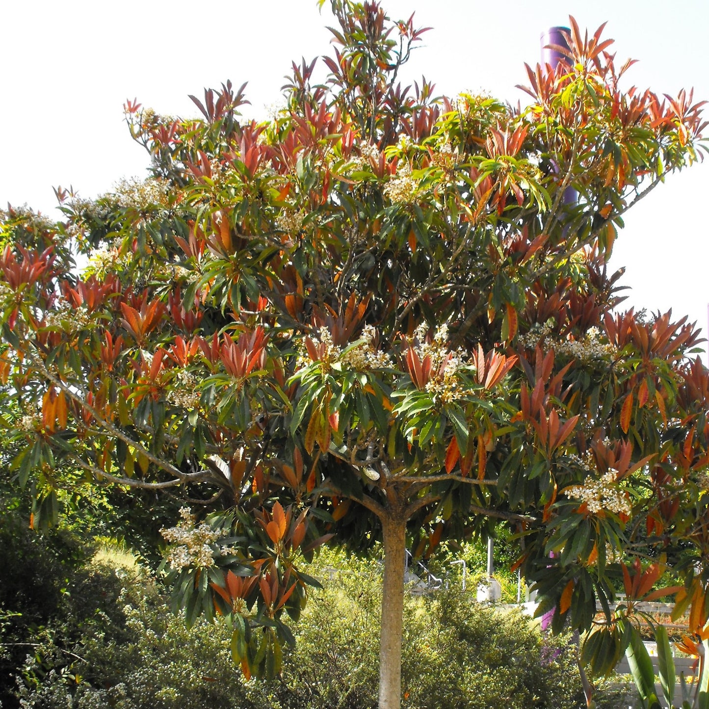 Eriobotrya deflexa (Bronze Loquat)