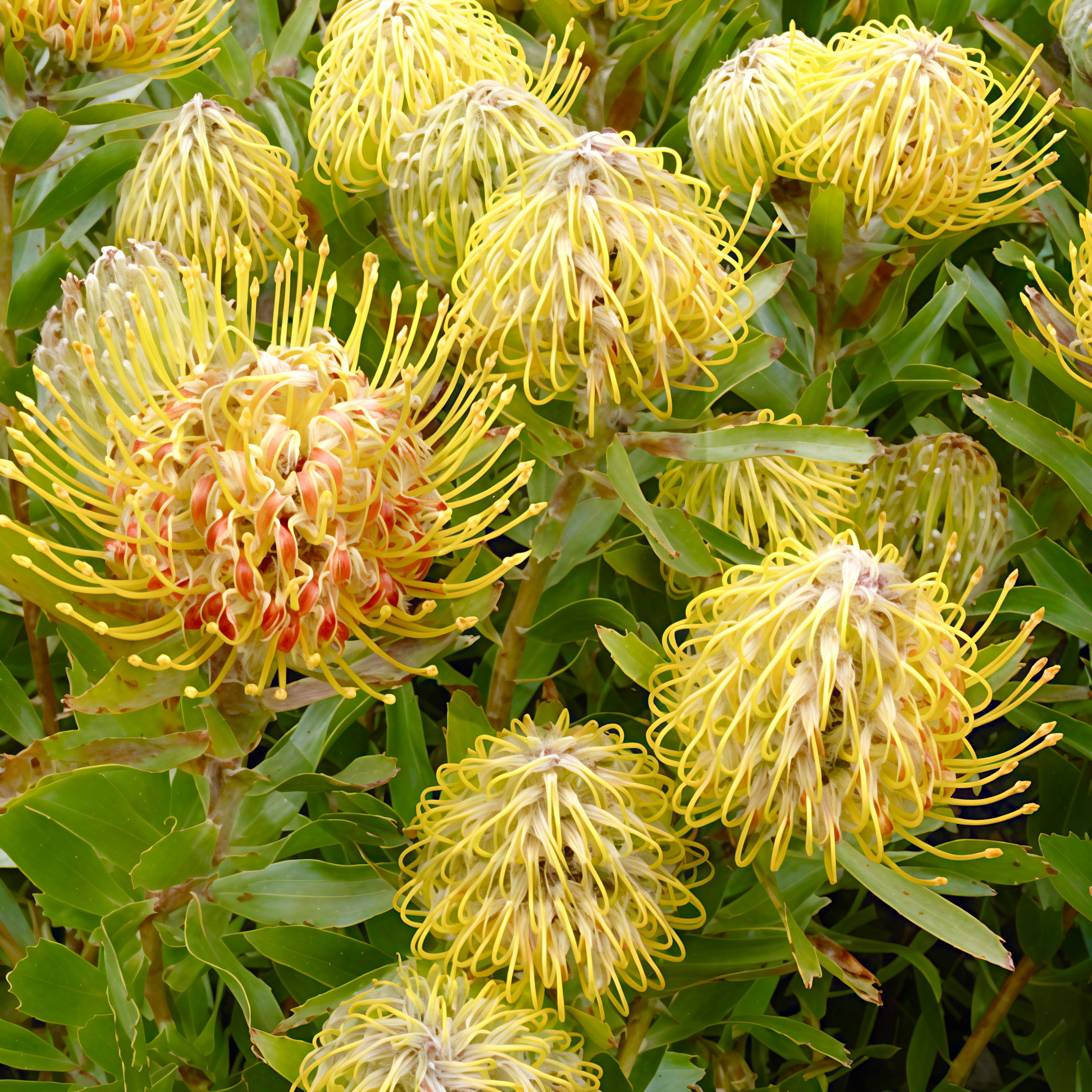 Leucospermum 'Henny's Torch' (Pincushion Protea) – Pikirangi Online ...
