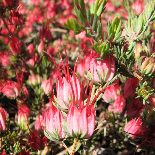 Darwinia taxifolia ssp. macrolaena (Yew-Scented Myrtle)