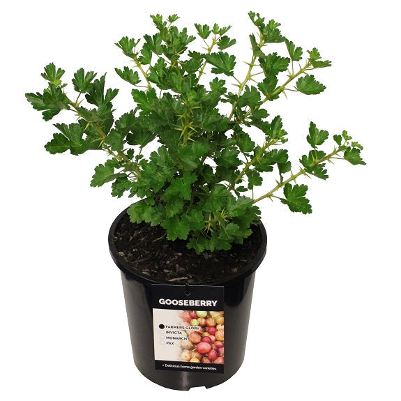 Ribes uva-crispa 'Farmer's Glory' (Gooseberry) S001