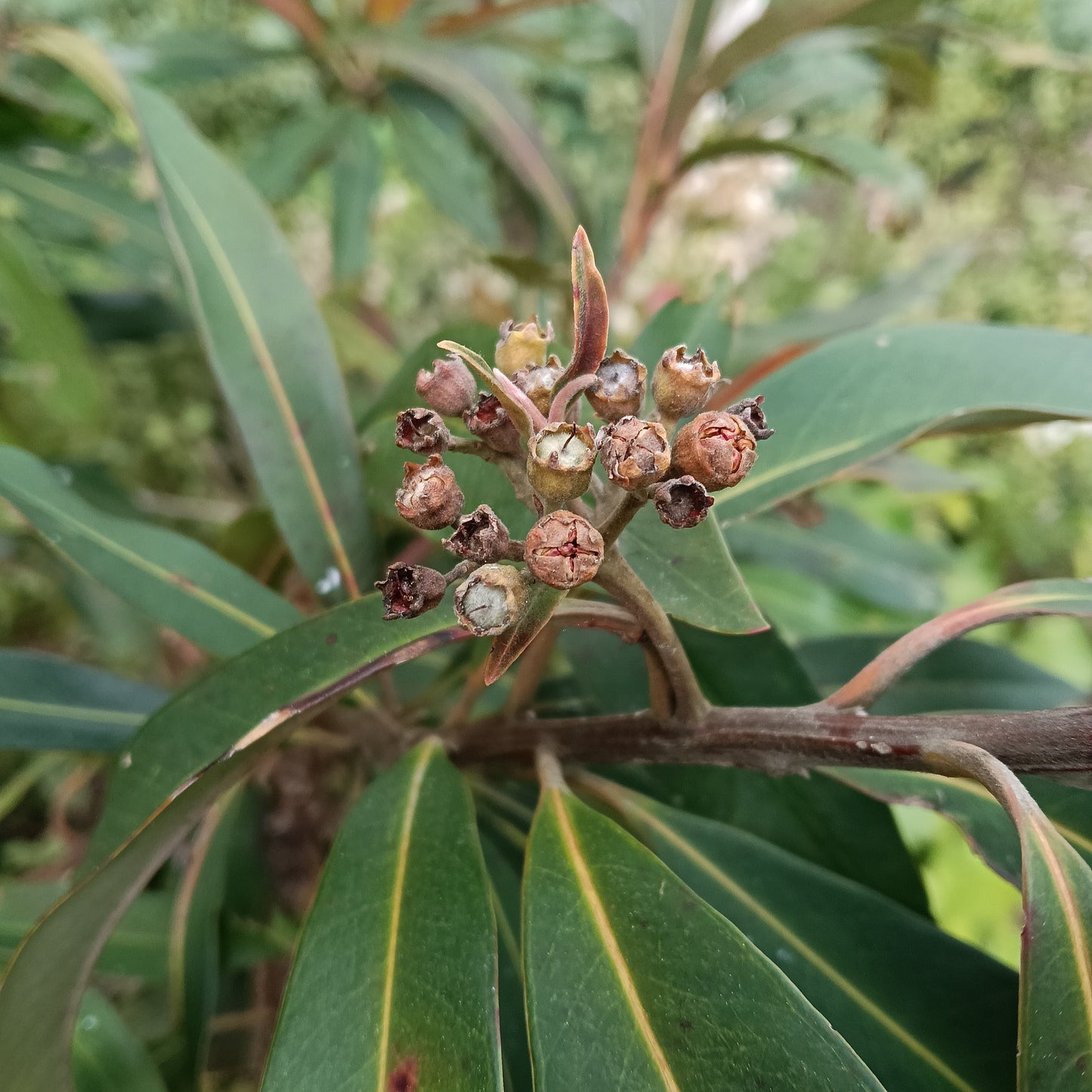 Tristaniopsis laurina (Water Gum, Kanooka)