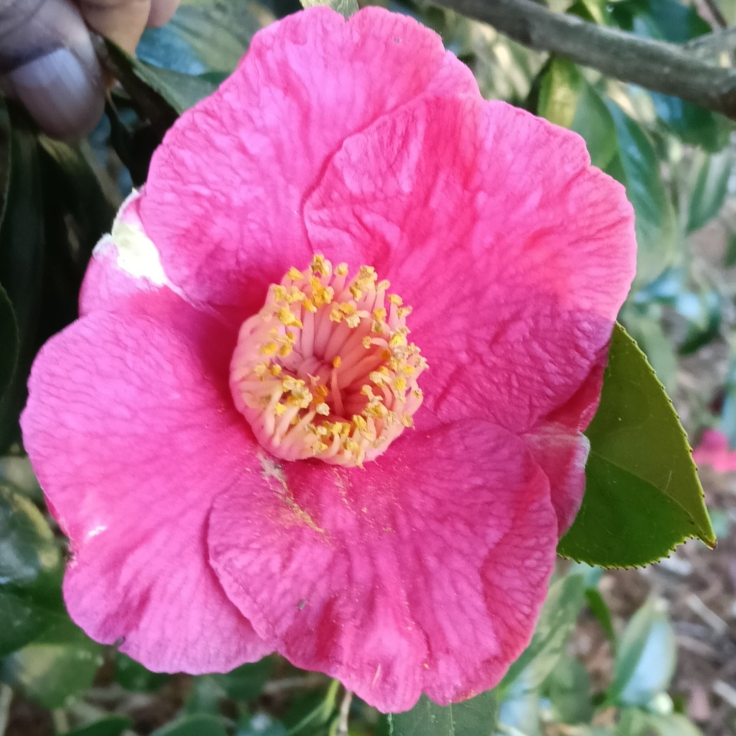 Camellia japonica (Japanese Camellia)